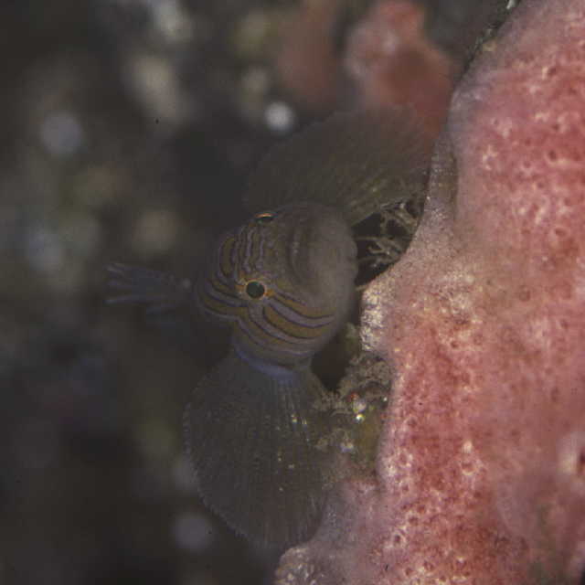 Priolepis latifascima